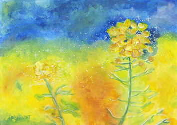 「菜の花」
