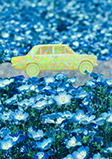 ネモフィラと車